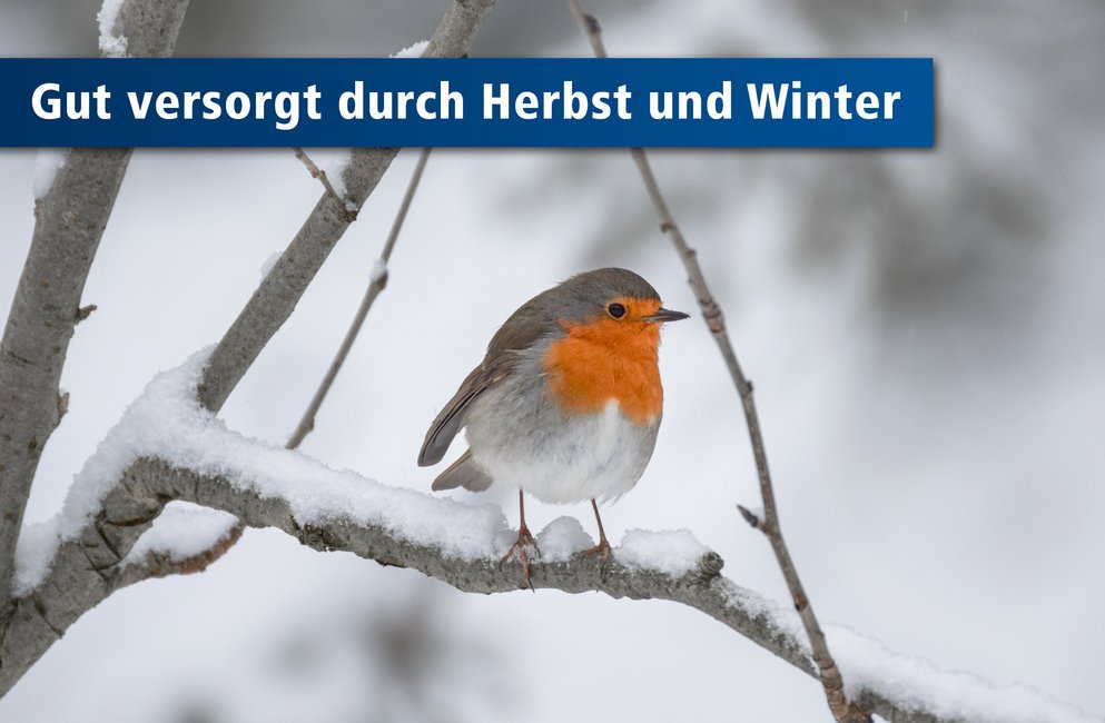 Wildvogel sitzt auf Ast im Winter